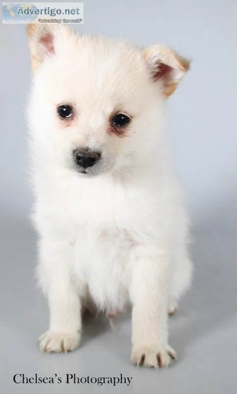 Louis Male F1B Mini Pomsky