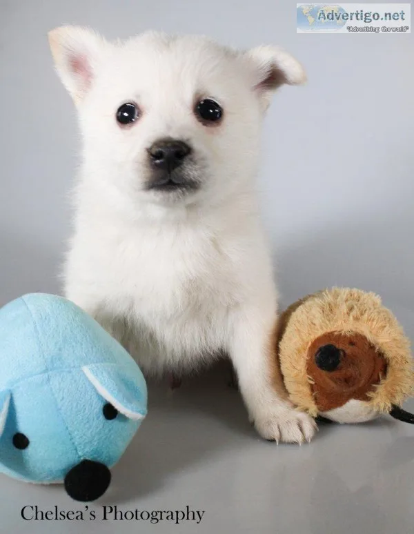 Landon Male F1B Mini Pomsky