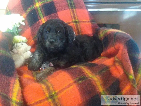 Hummer Male Golden-doodle