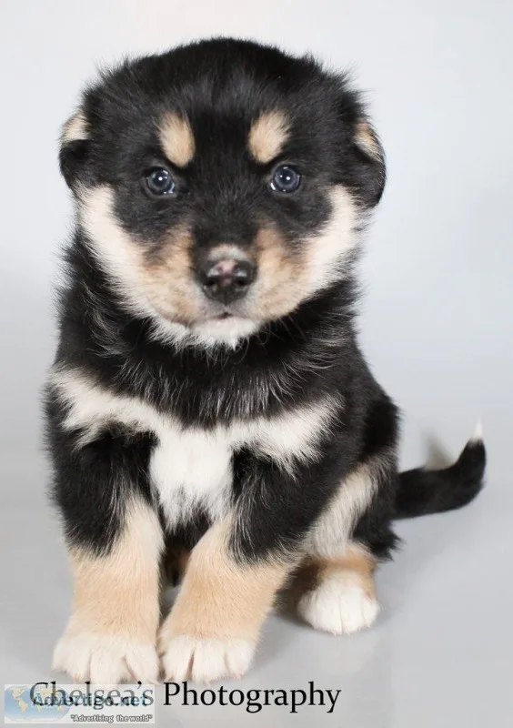 Kallie Male Bernese Mountain Dog Husky Mix