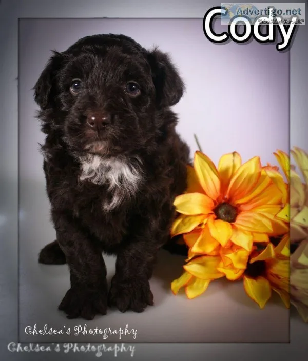 Cody Male Mini Borderdoodle