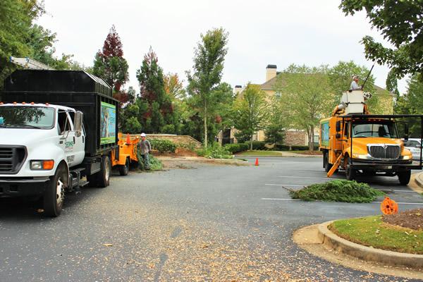 Tree Service Roswell