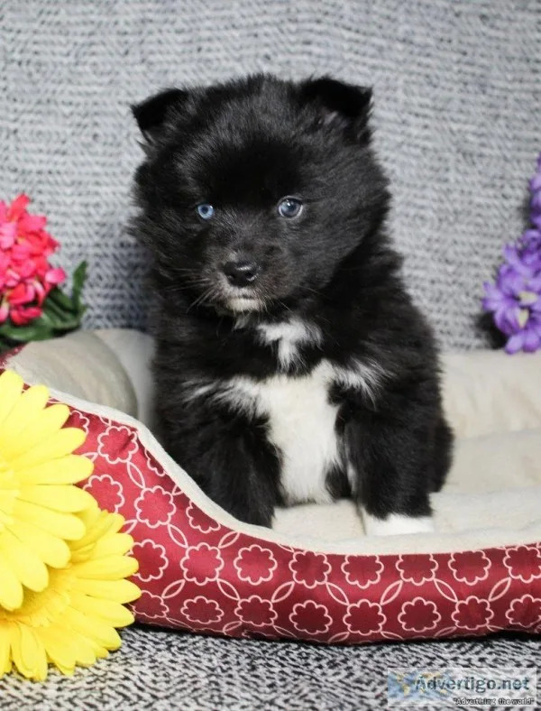 Sally Female Pomsky