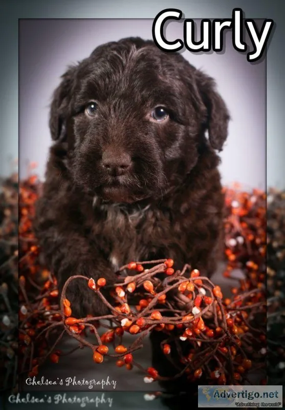 Curly Male Mini Borderdoodle