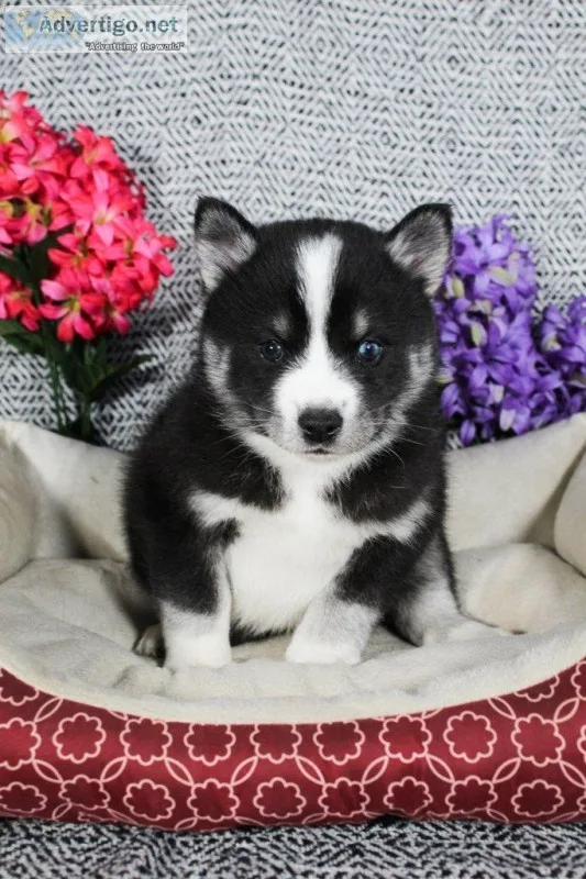 John Male Pomsky