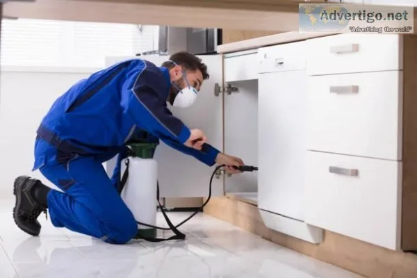 Bed bug exterminator Toronto  Mice control Toronto  Contact Pest