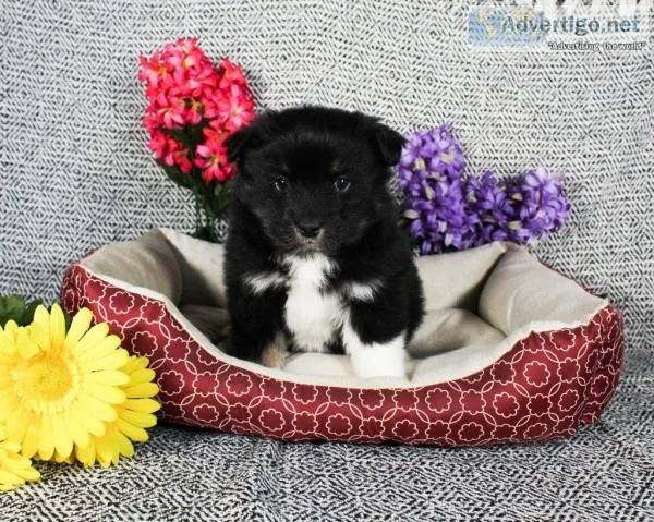 Buster Male Pomsky