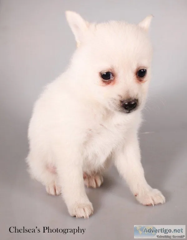 Levi Male F1B Mini Pomsky