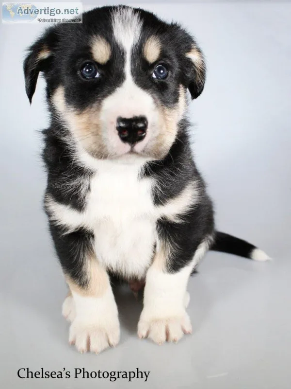 Kai Male Bernese Mountain Dog Husky Mix