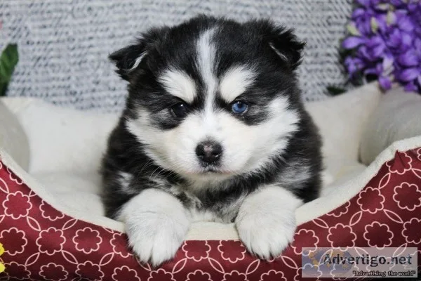 Pansie Female Pomsky