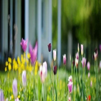 Gardening and Lawn Mowing Services in Perth Wa