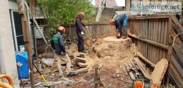 Lower North Shore arborists and tree removal