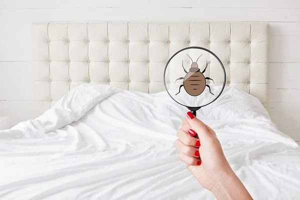 Finding The Best Bed Bug Removal Companies