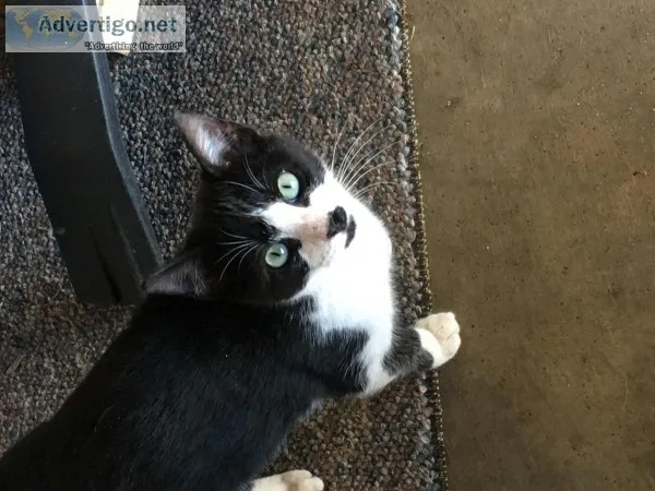 Kittens need a good home