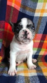 Howie Male Frenchton