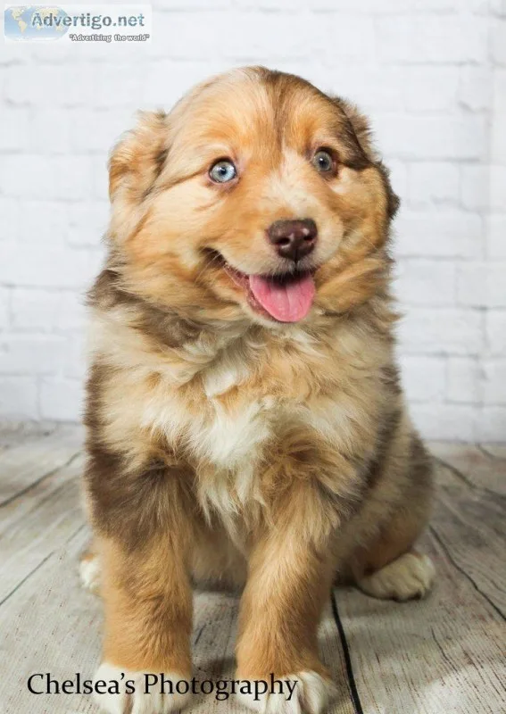 Red Male Mini Australian Shepherd