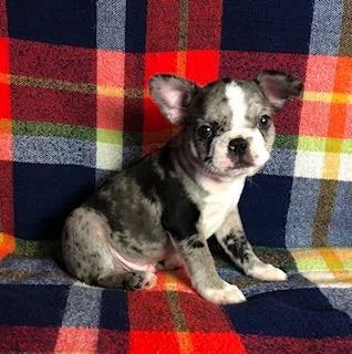 Oscar Male Frenchton