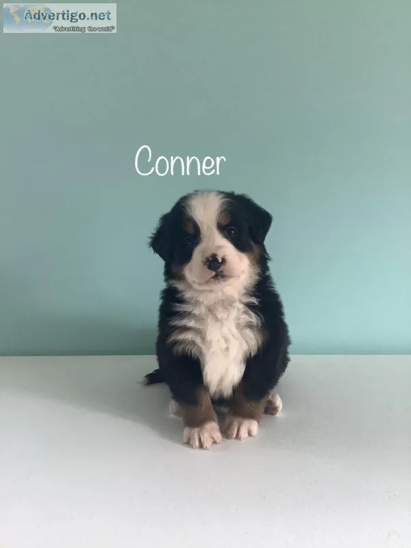 Connor Male AKC Bernese Mountain Dog