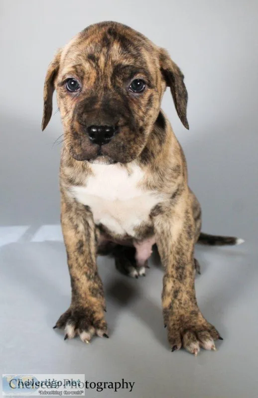 Jesse Male Presa Conari Boerboel Mix