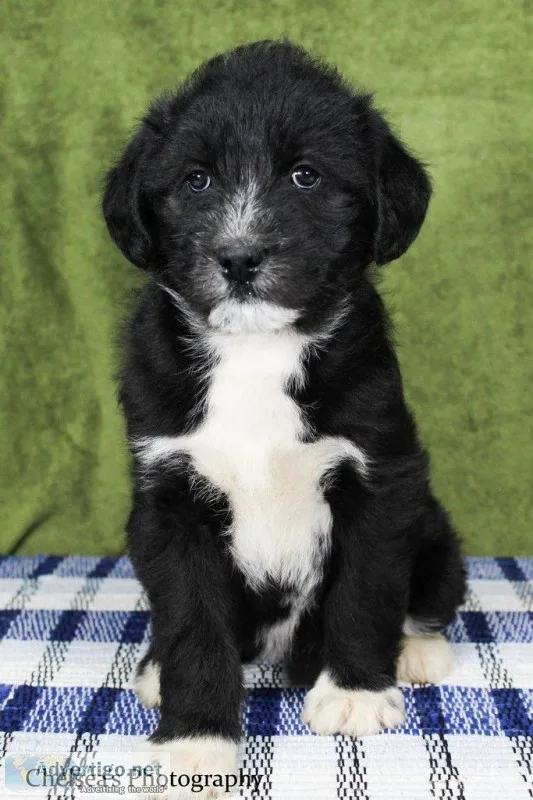 Sophie Female Huskypoo