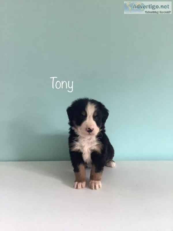 Tony Male AKC Bernese Mountain Dog
