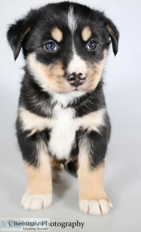 Kip Male Bernese Mountain Dog Husky Mix