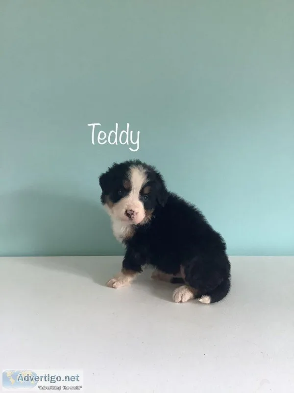 Teddy Male AKC Bernese Mountain Dog