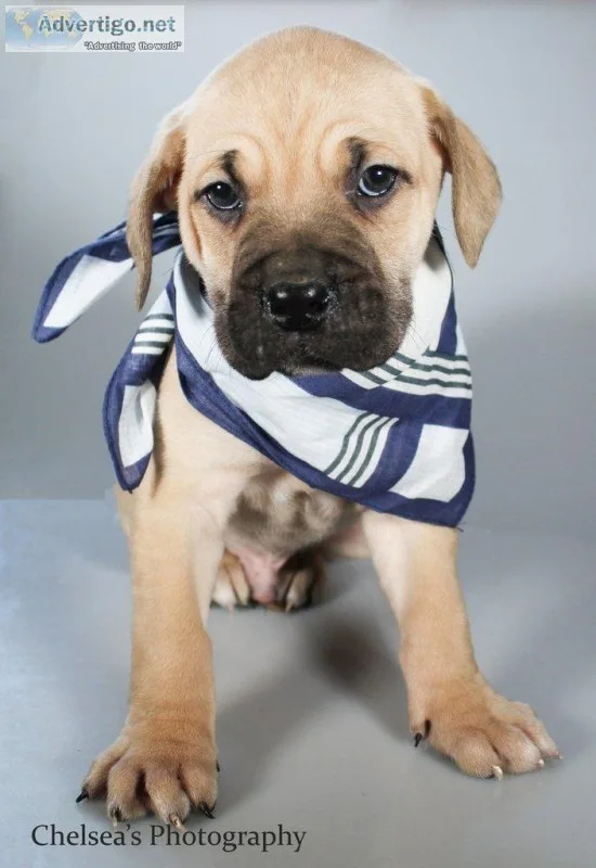 Theo Male Presa Conari Boerboel Mix