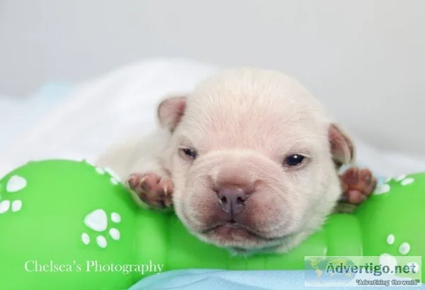 Ean Male AKC French Bulldog