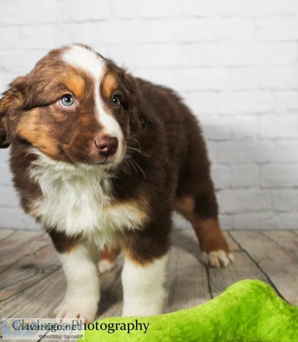 Ranger Male Mini Australian Shepherd