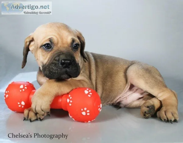 Tucker Male Presa Conari Boerboel Mix