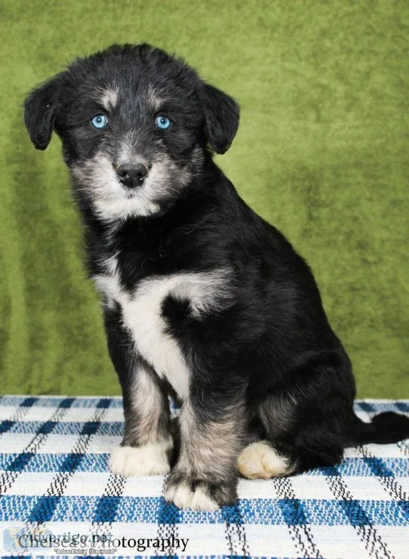 Lindo Male Huskypoo