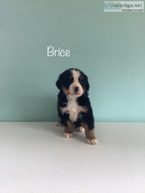 Brice Male Bernese Mountain Dog