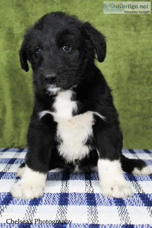 Peggy Female Huskypoo