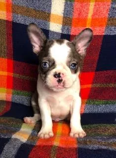 Gizmo Male Frenchton