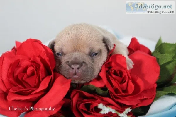 Fiona Female AKC French Bulldog