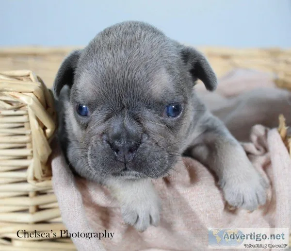 Stirling Male AKC French Bulldog