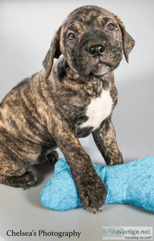 Bailey Male Presa Conari Boerboel Mix