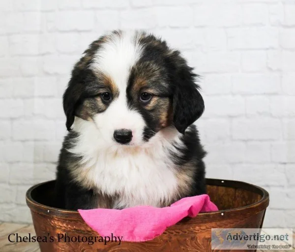 Ruby Female Mini Australian Shepherd