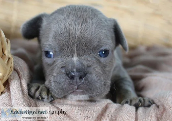 Silver Male AKC French Bulldog