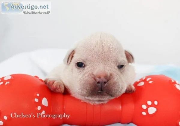 Lip Male AKC French Bulldog