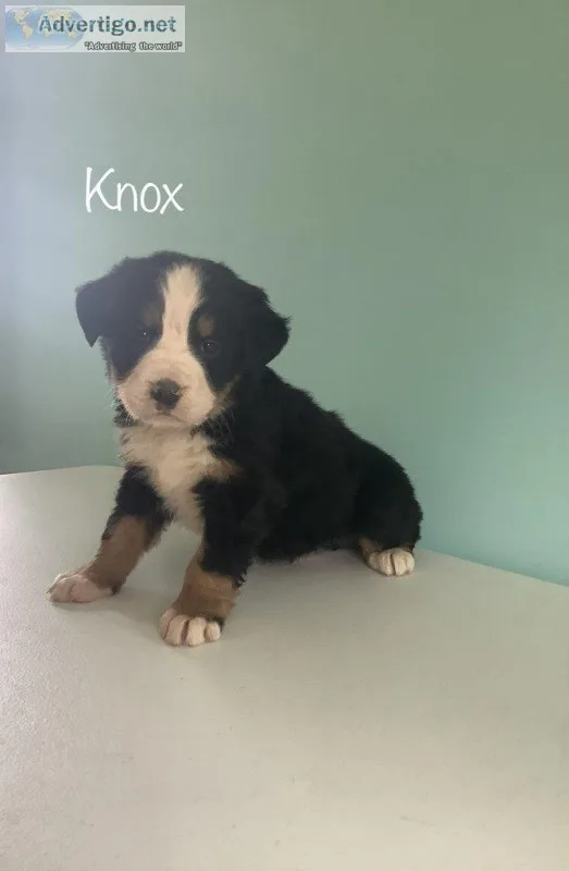 Knox Male AKC Bernese Mountain dog