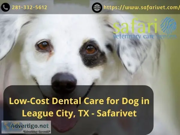 Low-Cost Dental Care for Dog in League City TX - Safarivet