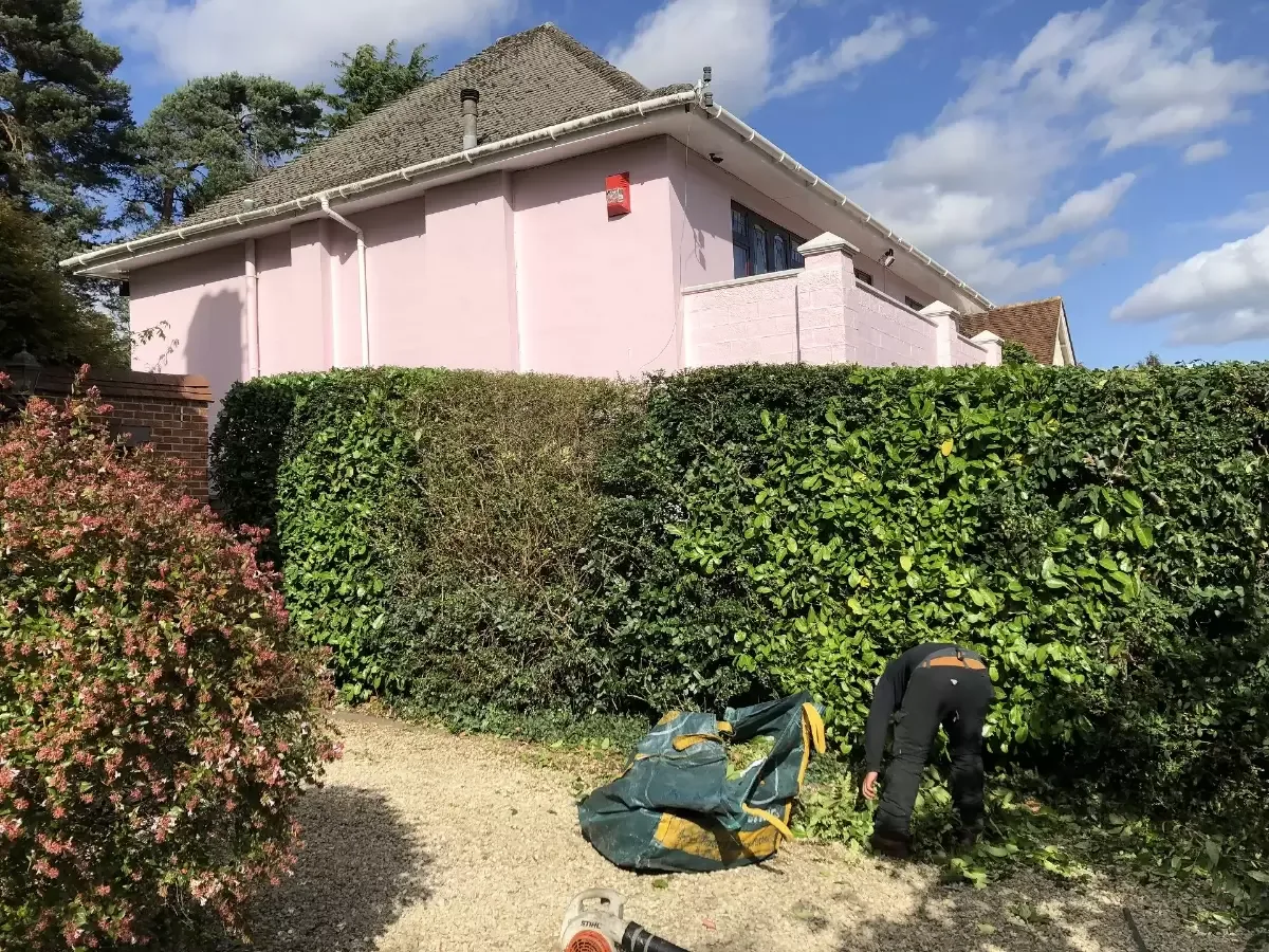 Best Tree Surgeons in Bournemouth UK
