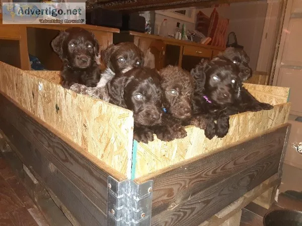 F2 laberdoodle puppies