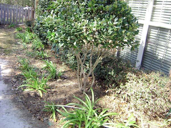 Get Lawn Care Services in Tallahassee  At The Lawn Johns