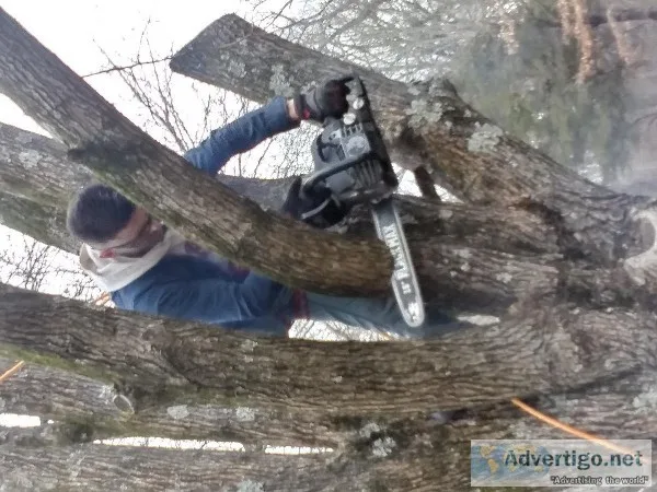Tuck s trees