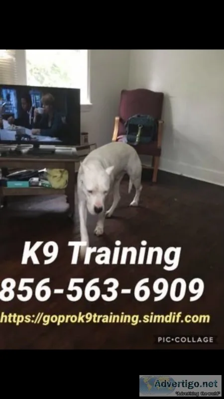 Controlling unruly dog ???? ?????????