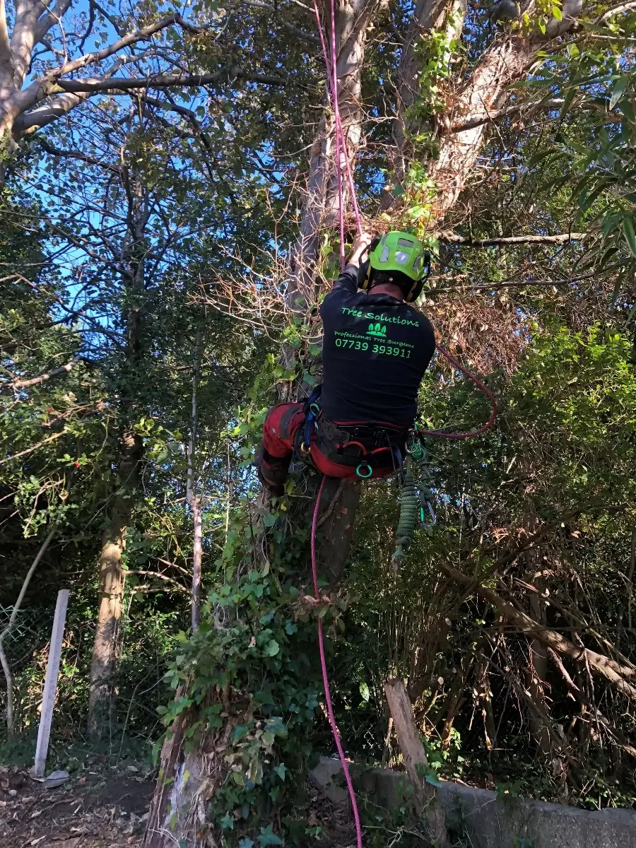 Best Tree Services in Bournemouth UK