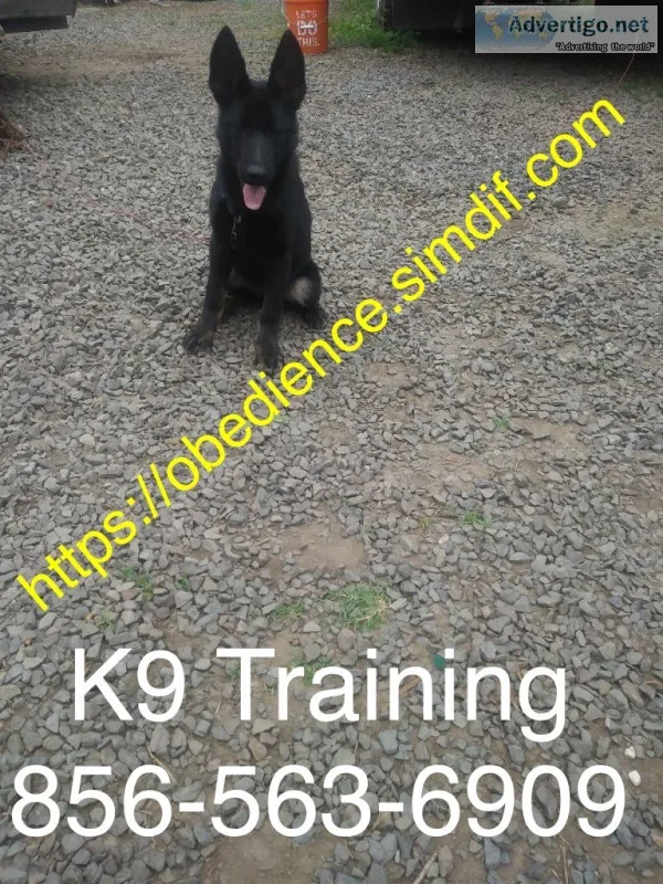 Handling all dog breeds and